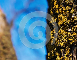 Yellow lichen closeup