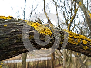 Yellow lichen