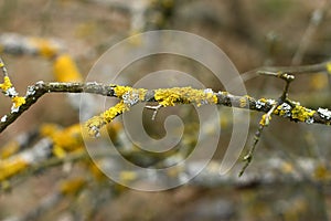 Yellow lichen