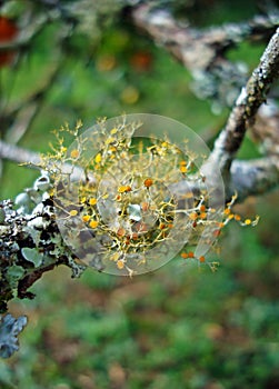 Yellow lichen on dry branch. Golden Shield Lichen, Xanthoria parietina