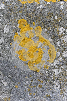 Yellow lichen on grey rock with texture and pattern for background or wallpaper