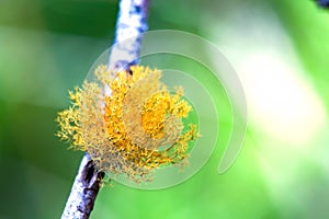 Yellow lichen that grows attached to an alder branch