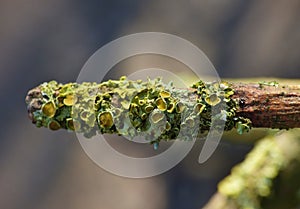 Yellow Lichen macro