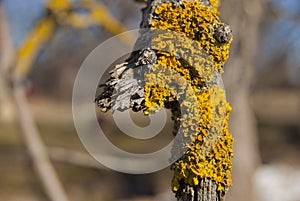 Yellow lichen on old tree branch.