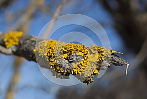 Yellow lichen on old tree branch. Close-up.