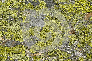 Yellow lichen on rock abstract nature patterns in detail