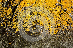 Yellow lichen on rough stone texture