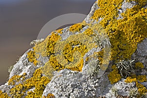 Yellow lichen on stone