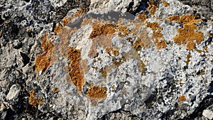 Yellow lichen on a stone. Stone texture, lichen.