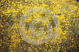 Yellow lichen on the stone. Yellow mold on a gray old rock. Natural background texture. Texture of a stone wall covered with