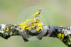 Yellow lichen on tree