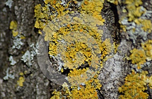 Yellow lichen on tree bark photo