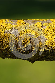 Yellow Lichen on tree branch