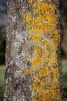 Yellow lichen on tree trunk