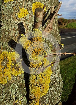 Yellow Lichen on a Tree Trunk