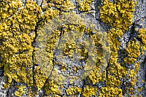 Yellow lichen on tree trunk bark background. Close-up moss texture on tree surface, natural pattern. Copy space.