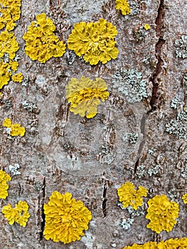 Yellow lichen on tree trunk bark background. Close-up moss texture on tree surface.