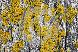 Yellow lichen on tree trunk bark background