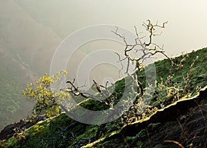 Yellow lichen on tree twigs