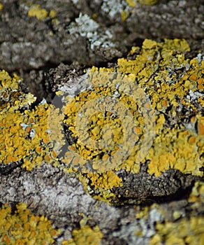Yellow lichen on tree photo