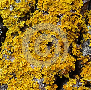 Yellow Lichens