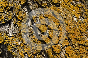 Yellow lichens