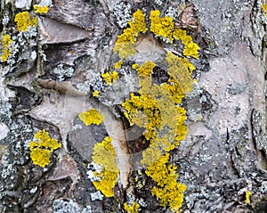 Yellow lichens