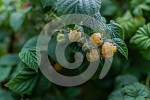 Yellow light ripe raspberries on branches with green carved leaves on bushes in the summer garden.