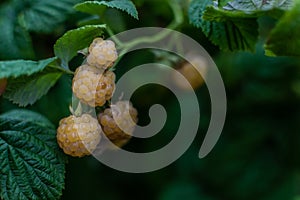 Yellow light ripe raspberries on branches with green carved leaves on bushes in the summer garden. Harvest.