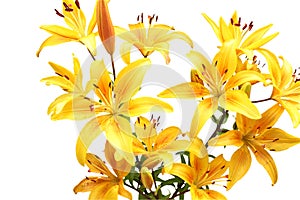 Yellow lilies