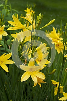 Yellow lilies