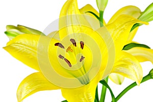 Yellow Lilies photo