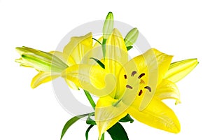 Yellow Lilies