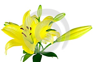 Yellow Lilies photo