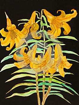 Yellow lilies on black background, painting