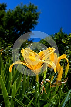 Yellow Lilies with blue skies in garden