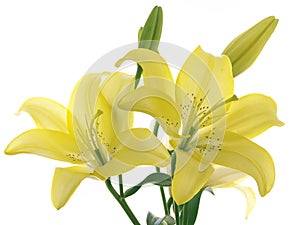 Yellow lilies on a branch