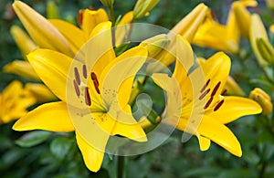 Yellow lilies