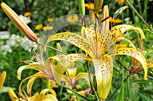 Yellow Lilies with Brown Speckles