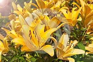 yellow lilies folwers named Fata Morgana grwoing in garden at sunlight.