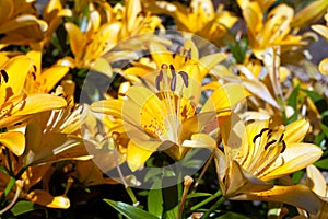 yellow lilies folwers named Fata Morgana grwoing in garden at sunlight.