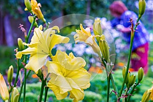 Yellow lilies in the garden. Home floriculture