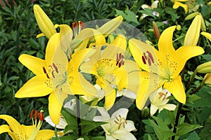 Yellow lilies grow outdoors in the sun.