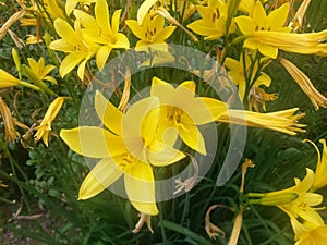 Yellow lilies indide garden
