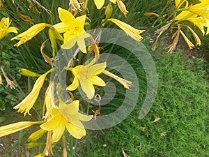 Yellow lilies indide garden