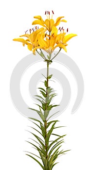 Yellow lilies, isolated.