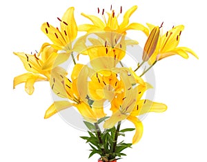 Yellow lilies, isolated.