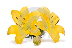 Yellow lilies isolated on white background