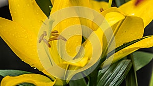 Yellow Lilies Lilium auratum at a greenhouse with shallow focus photo