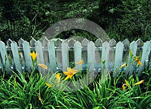 Yellow lilies by old wooden fence